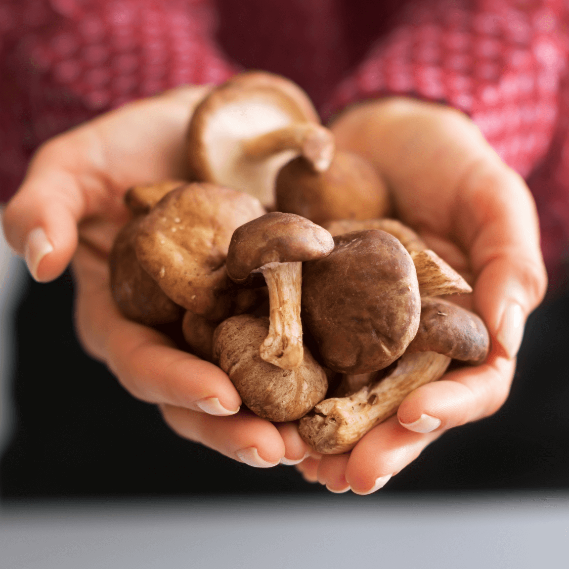 The Power of Medicinal Mushrooms in Wellness and Beauty Formulas
